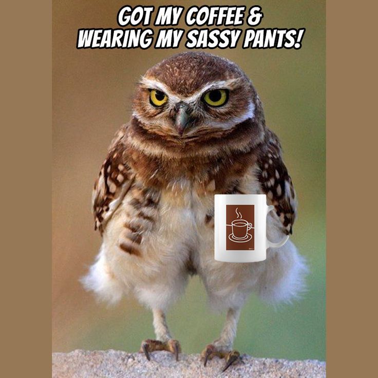 Owl with fluffy lower feathers, edited to be holding a mug.

Text: Got my coffee & wearing my sassy pants!