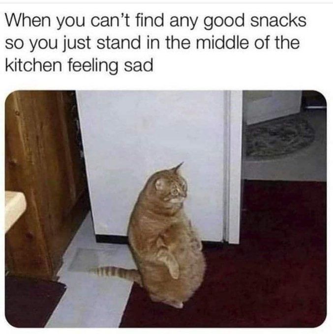 A chonky orange cat standing on its hind legs next to closed fridge.

Text: When you can't find any good snacks so you just stand in the middle of the kitchen feeling sad