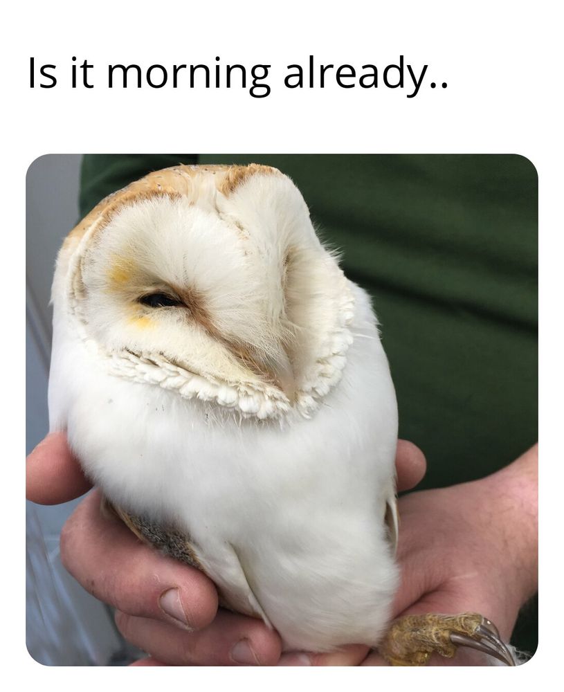 Barn owl with very narrow eyes as if it's just woken, being held.

Text: Is it morning already..