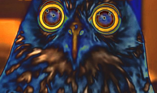 Nellie the "calm" owl, close up face in inverted colors.