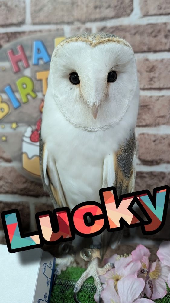 Barn owl Lucky celebrating birthday.