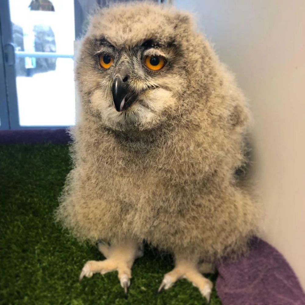 A fluffy owlet licking its beak, looking tired, and resembling a Muppet.