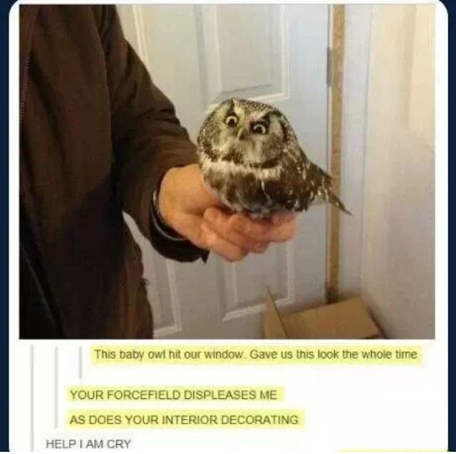 Image of a furious saw-whet owl being held by human. Message chain: - This baby owl hit our window. Gave us this look the whole time - YOUR FORCEFIELD DISPLEASES ME AS DOES YOUR INTERIOR DECORATING - HELP I AM CRY