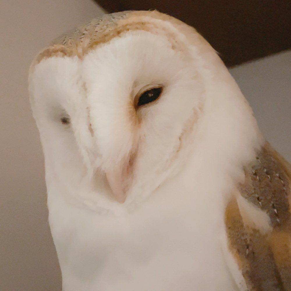 A barn owl with a smug, condescending look.