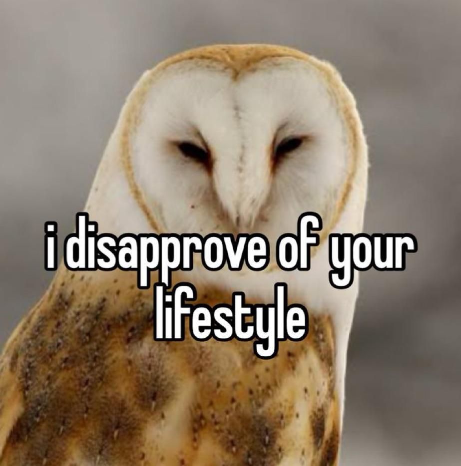 Furious-looking barn owl.

Text: i disapprove of your lifestyle