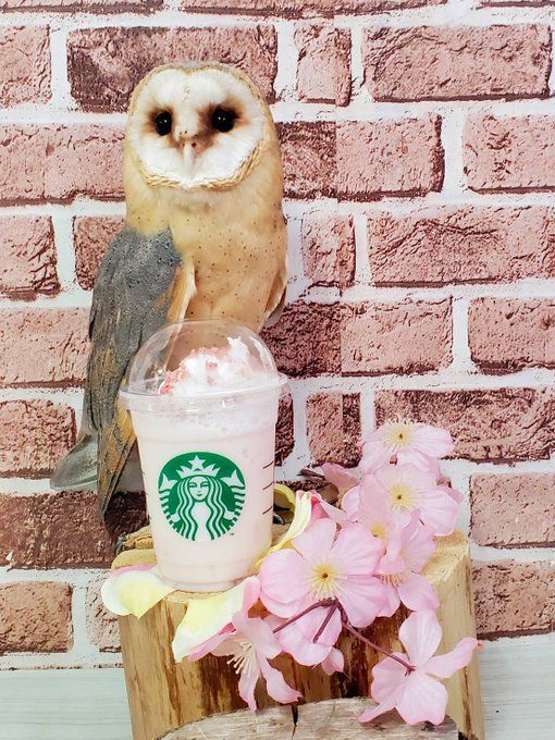 Barn owl with a frappuccino and pink flowers on a stump.