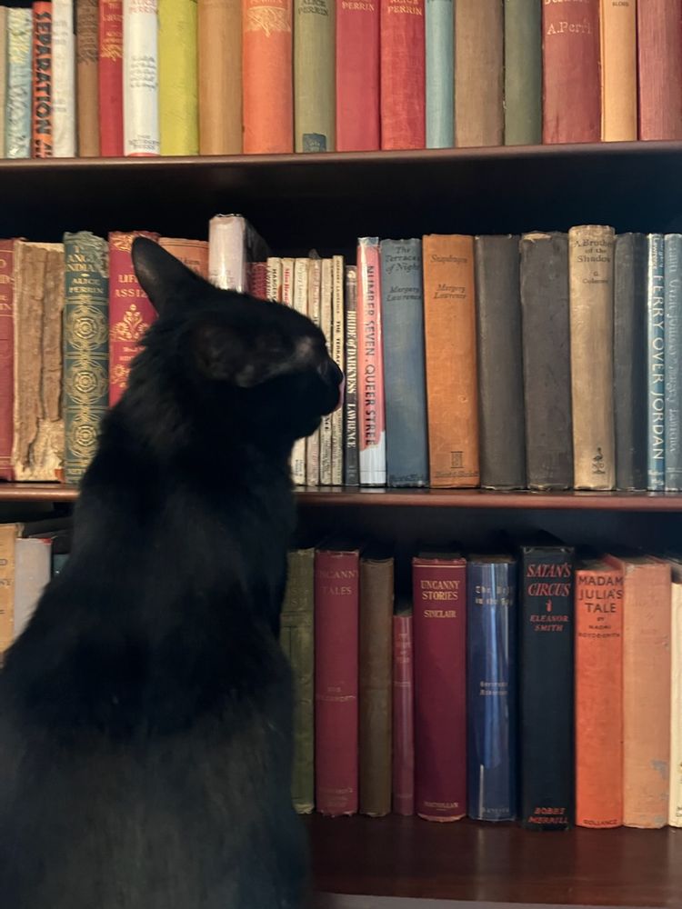 A black cat looking at a shelf of books by women authors. 