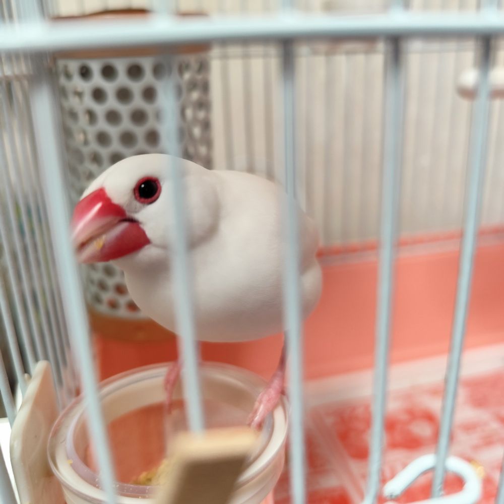 朝ごはんをモリモリ食べる白文鳥のたーちゃん