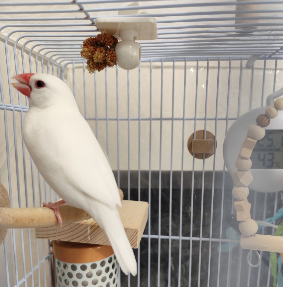 天井に設置した粟穂を食べる白文鳥のちーちゃん