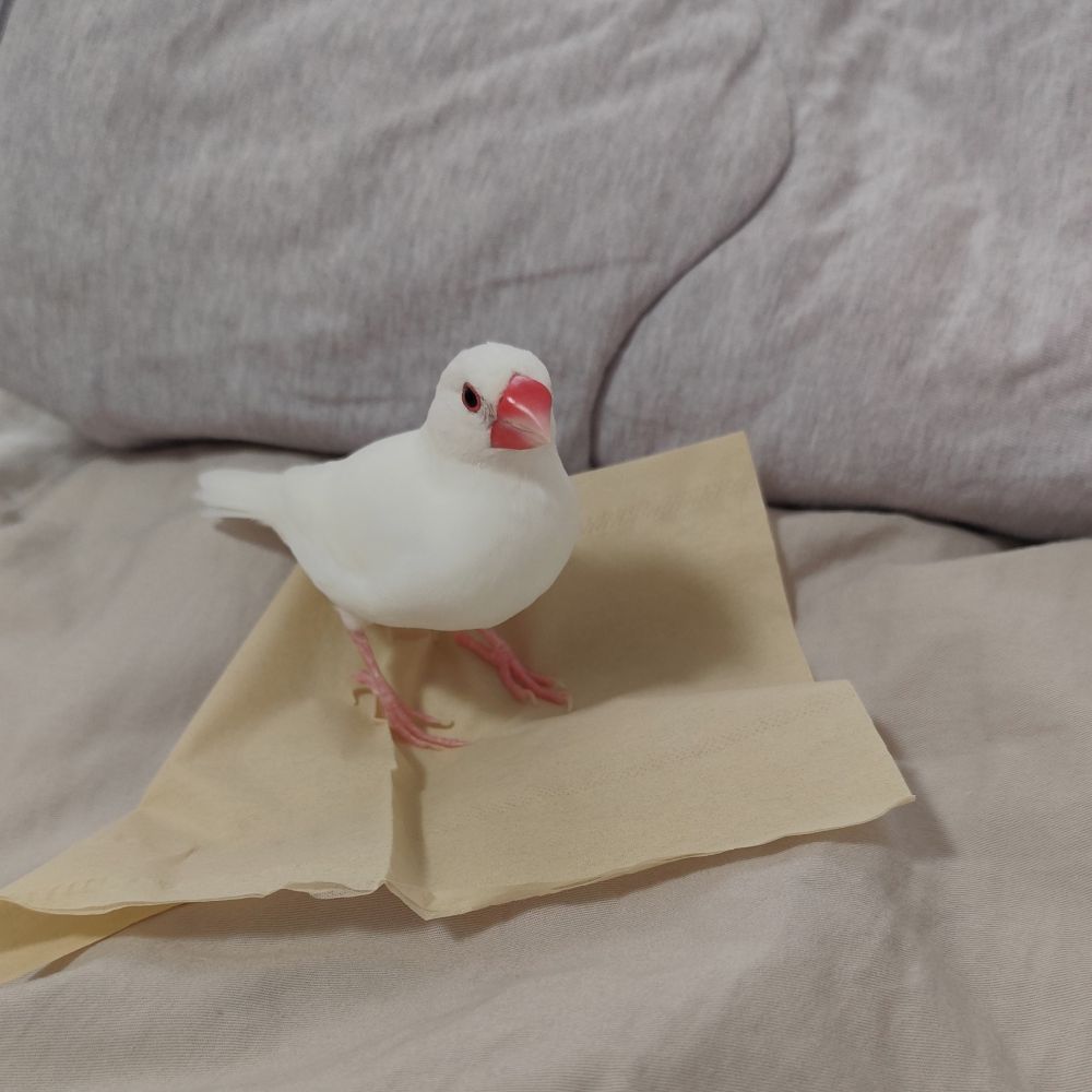 ティッシュペーパーをレジャーシート代わりにする白文鳥のちーちゃん