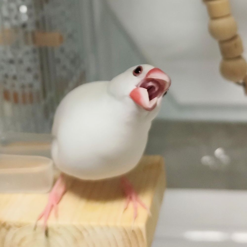 マッドマックス 怒りのキャルバード