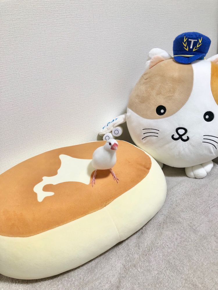 白文鳥のたーちゃんと北海道チーズ蒸しパンとまたたびくん