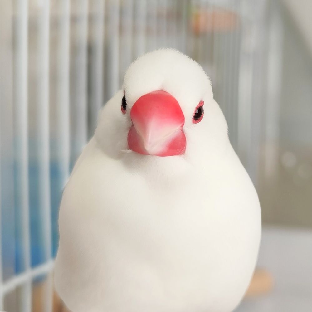 アイリングがむっちりング文鳥のたーちゃん