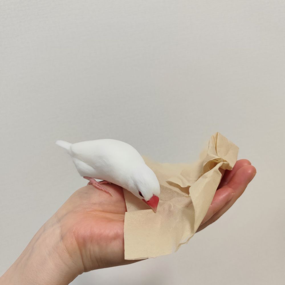 飼い主の手の上にティッシュペーパーを持ってきた白文鳥のちーちゃん