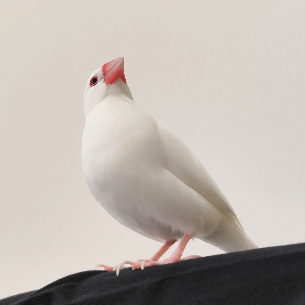 上方を見つめる白文鳥のたーちゃん