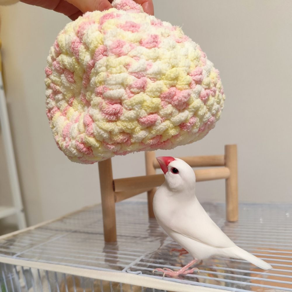 おらの家が〜！行政代執行に成す術がない白文鳥のちーちゃん