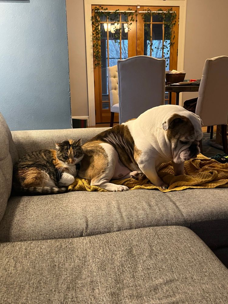 A happily snoozing calico cat rests directly behind a disgruntled looking English Bulldog on a sofa