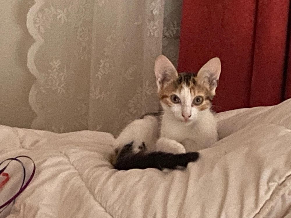 Une nouvelle photo de Lili, prenant la pose à ma demande, installée sur la couette blanche, avec un arrière-plan les rideaux bordeaux et les voilages en dentelle blanche.