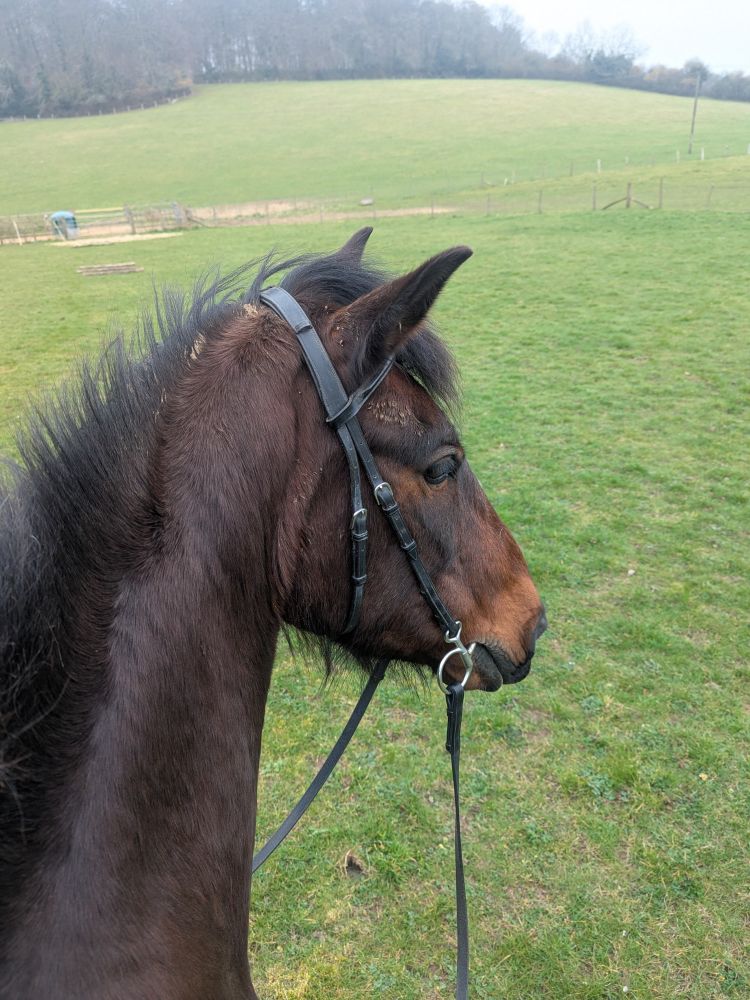 The head and neck of a bay horse with a bridle on, being ridden in a field. 