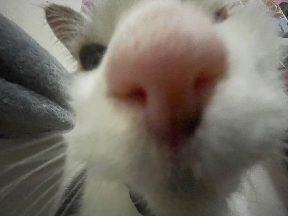 gray and white cat close up times .5