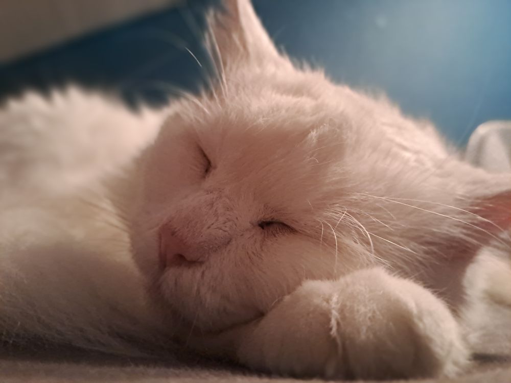 Nahaufnahme einer schlafenden weißen Katze.