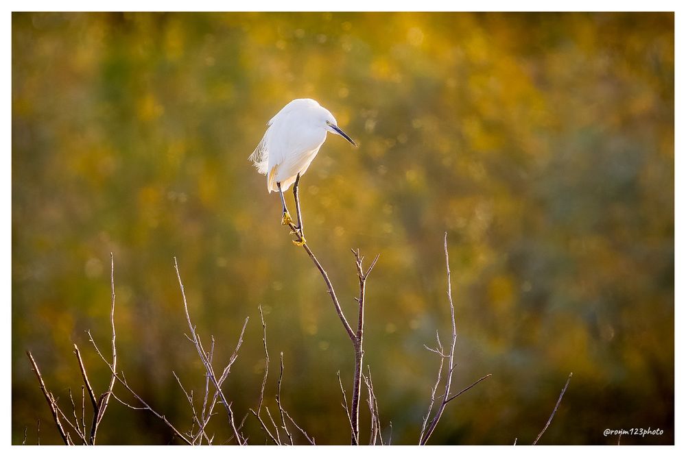 An egret atop a tree