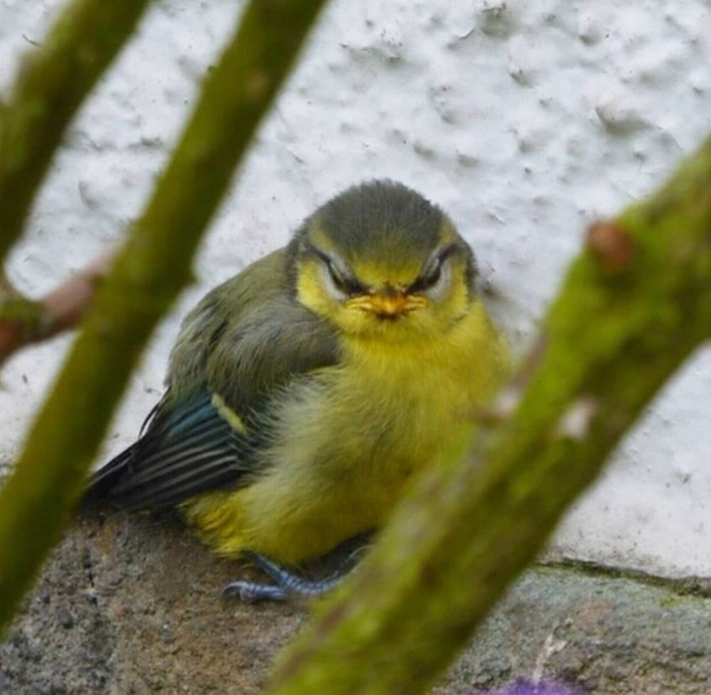 Eine aufgeplusterte Babymeise, die in die Kamera guckt und dabei irgendwie grimmig aussieht.