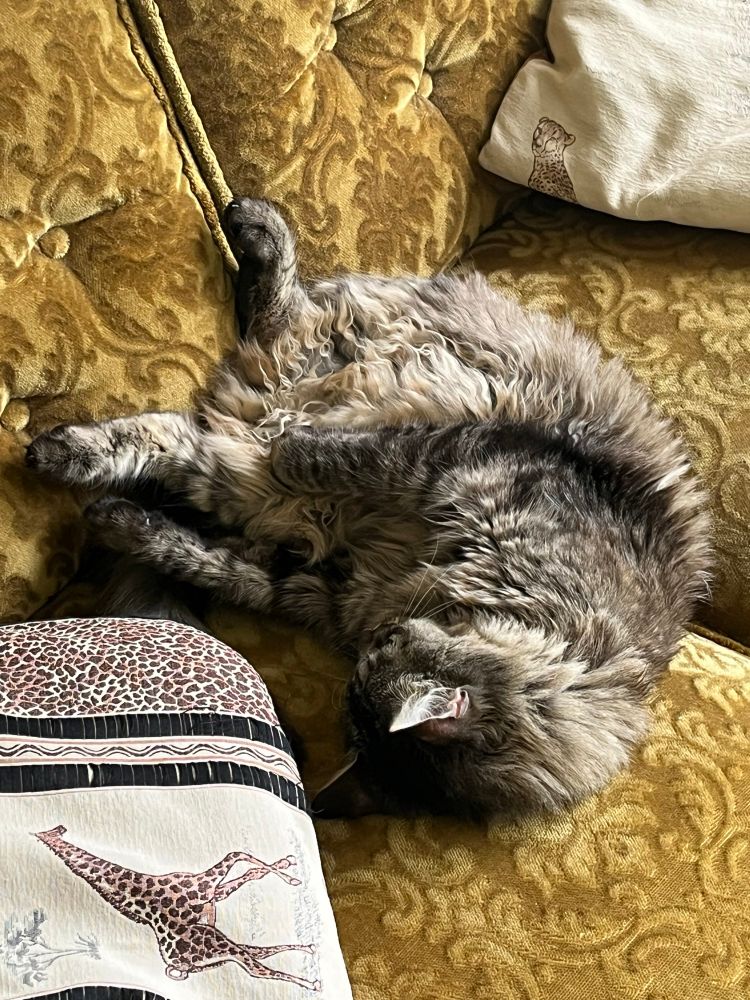 Fluffy cat sleeping on his back on a couch 