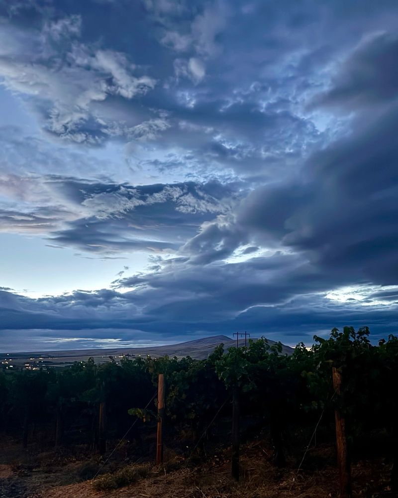 Dramatic blue and get and white sky with a vineyard in the foreground and the highest treeless peak west of the Mississippi in the background. 