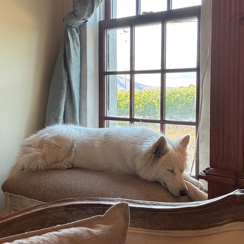 Floofy white dire wolf pup napping on an upholstered bench next to a window. 