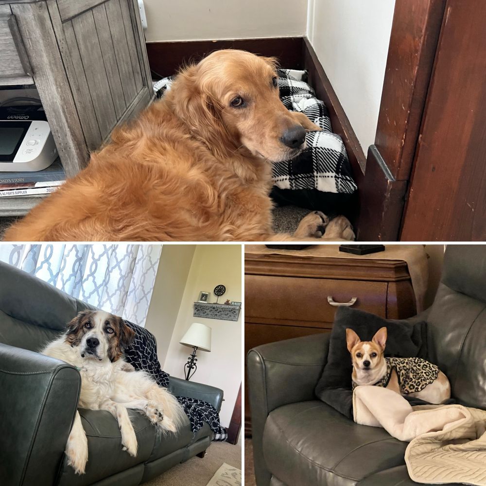 Louie(top), Paisley(bottom left), and Roxy(bottom right)