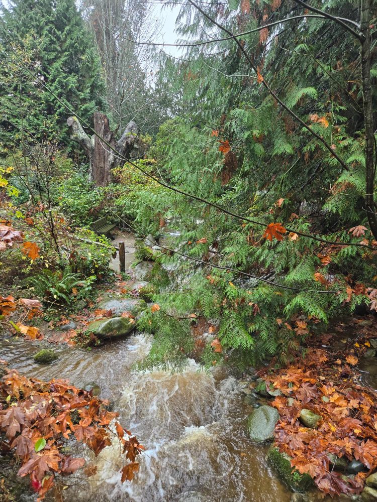Stream in a park in West Vancouver