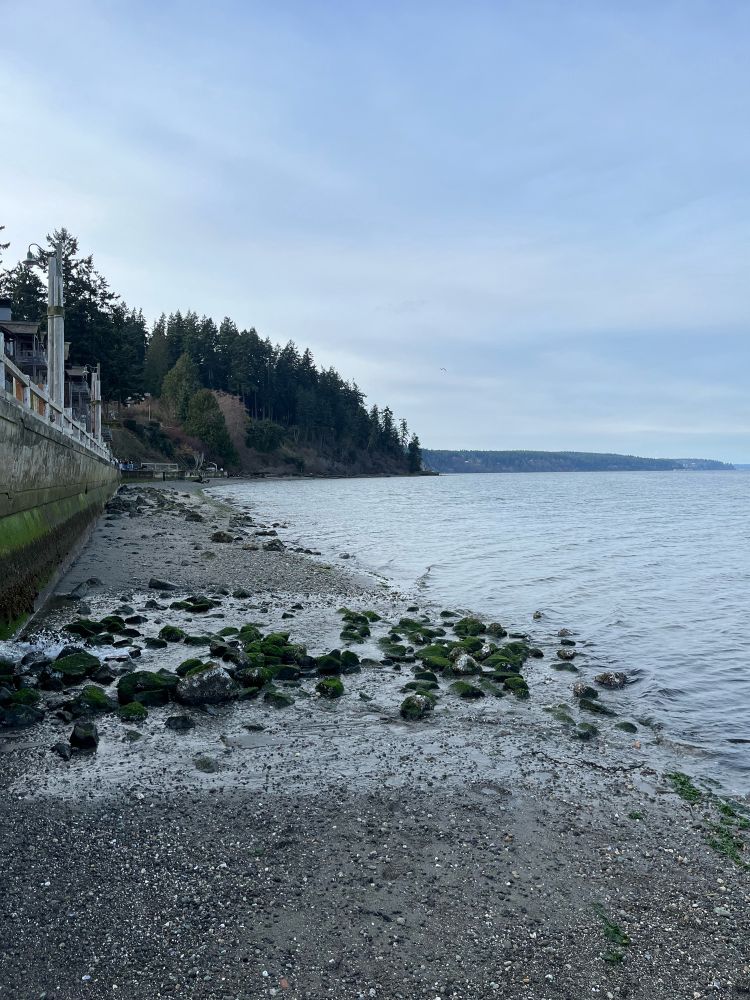 Photo of a pebble beach with a wooded outcropping of land in the background