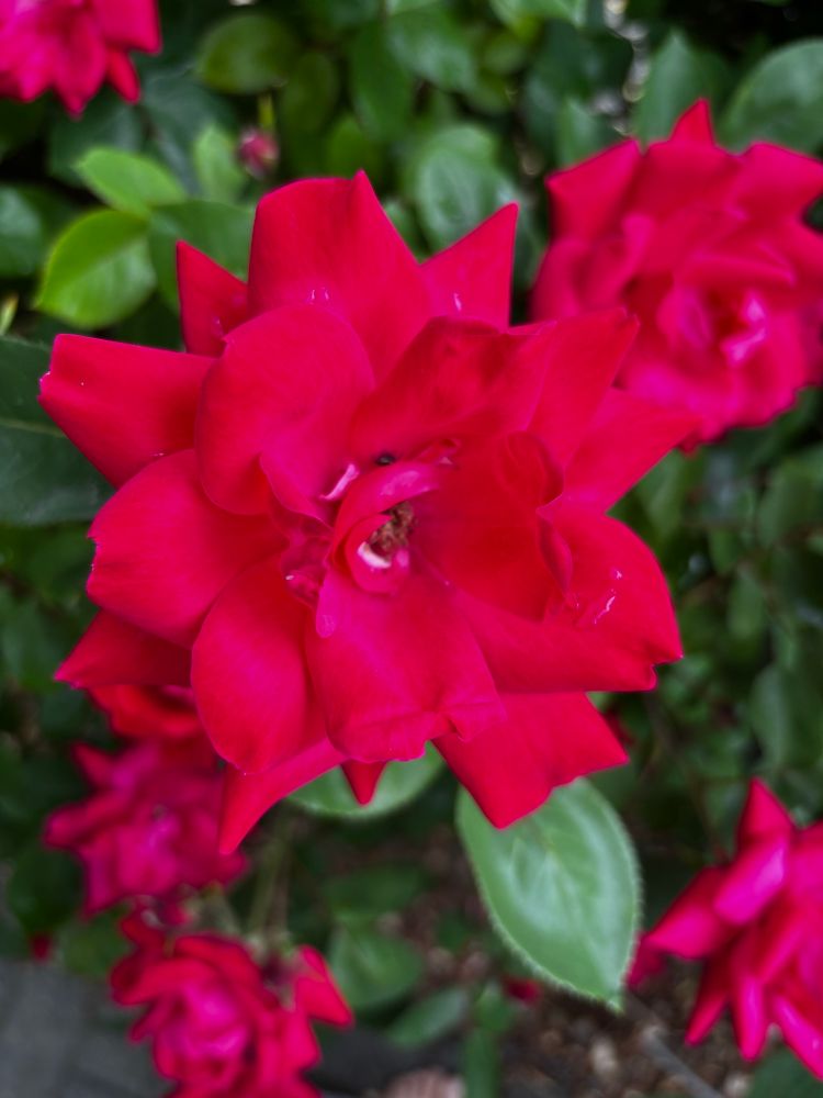A little spider hidden in a bright pinkish red rose 