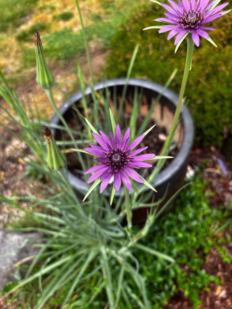 Beautiful purple flower in full bloom after a spring rain. It looks like a cornflower but I’ll need to research. 