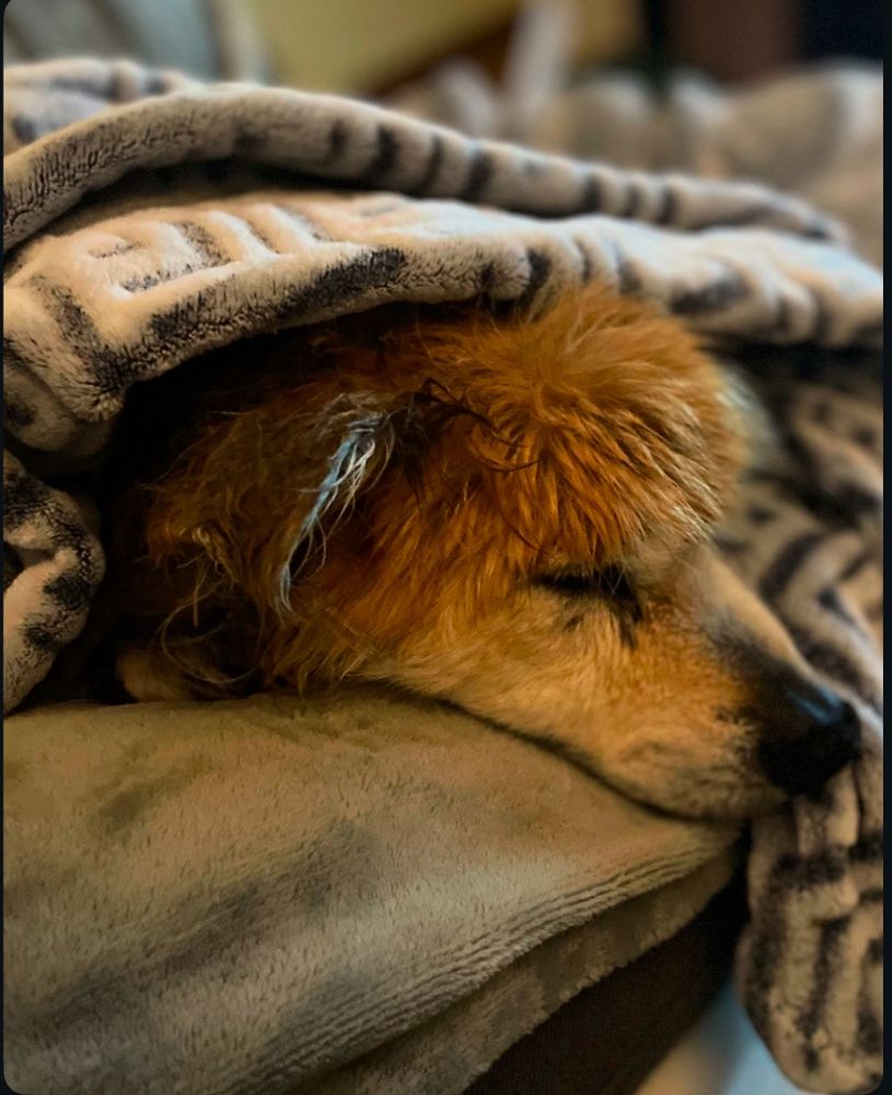 The head of a reddish blonde, sleeping dog. He is wrapped up in a gray and blue patterned blanket. 