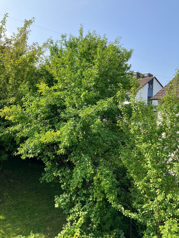 Zwetschgenbaum mit vielen lila Zwetschgen 