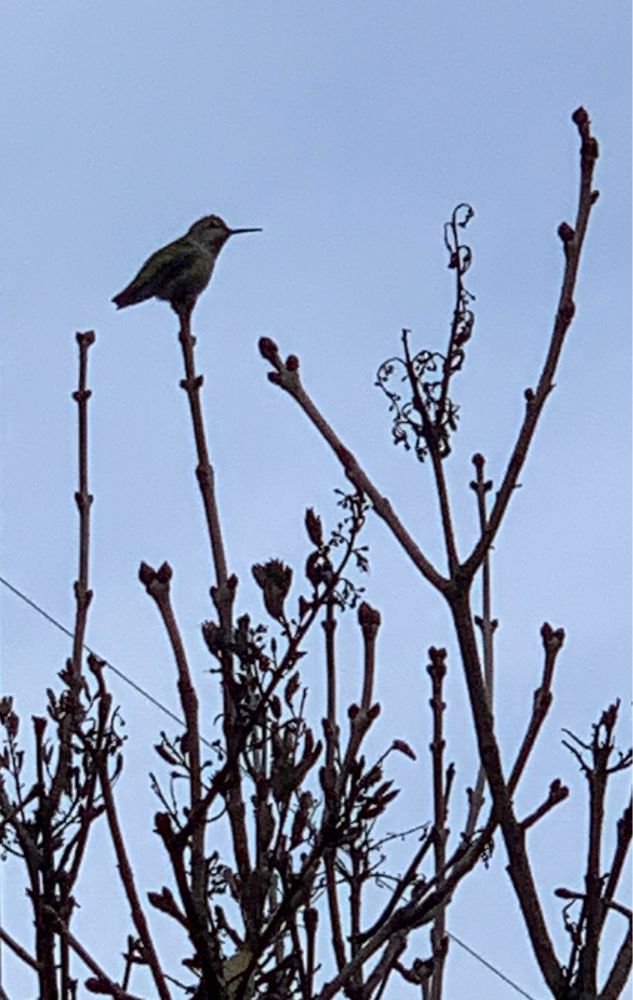 Hummingbird perched atop a vertical branch.