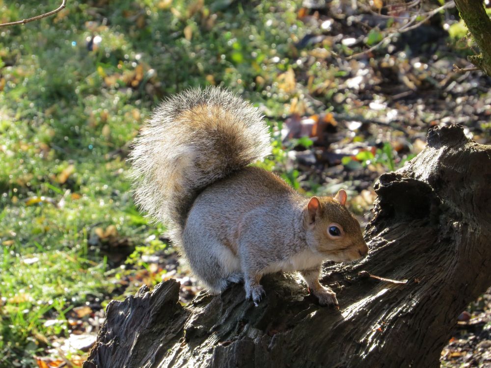 Squirrel on a log illuminated by morning sun.