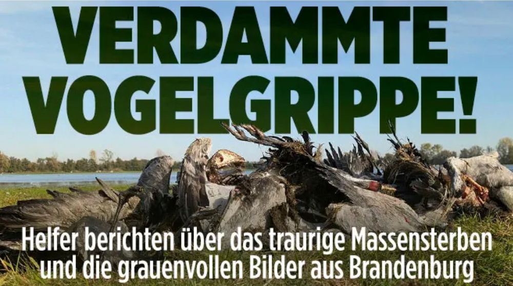 Die Schlagzeile in der BILD lautet: Verdammte Vogelgrippe! Helfer berichten über das traurige Massensterben und die grauenvollen Bilder aus Brandenburg.
