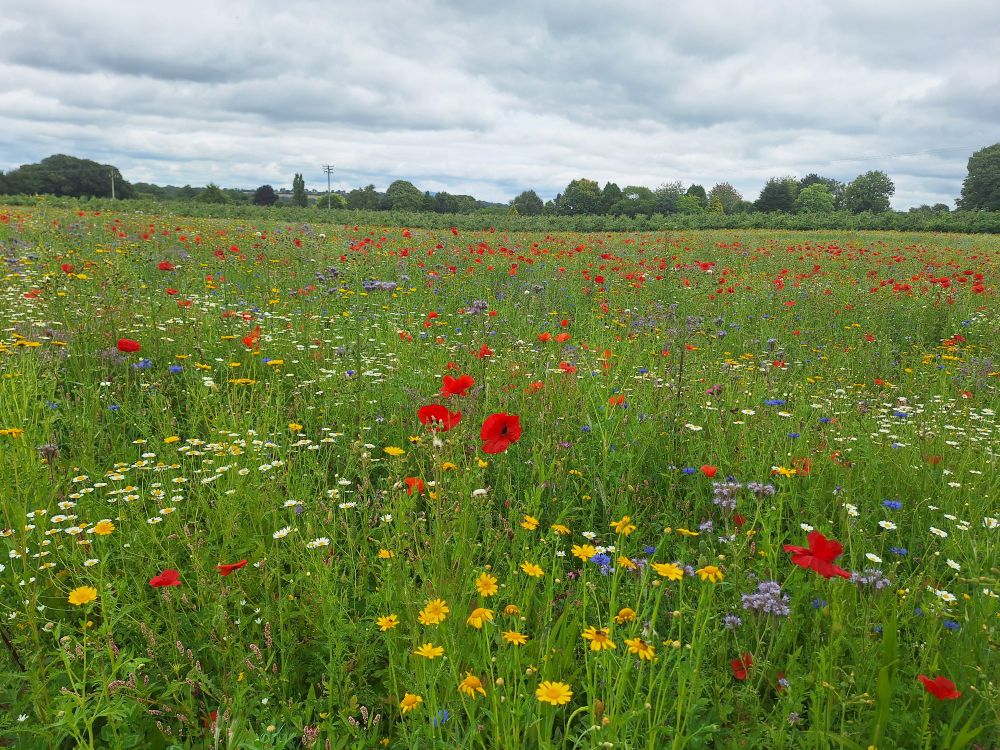 Picture of our wildflower meadow, planted in a location where we previously had an apple orchard. The meadow is there for pollinating insects, and to encourage various beneficial organisms that are important for our other fruit crops.
