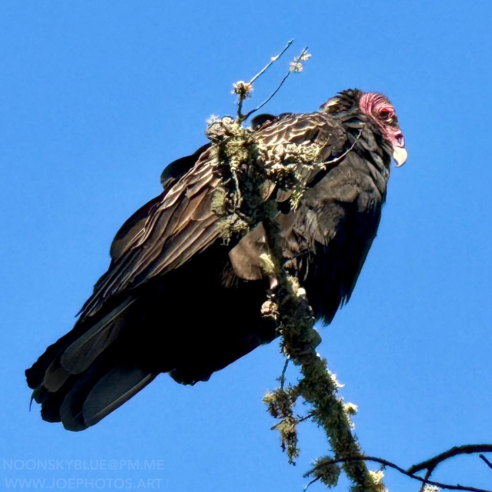 Seen from below,  dark-feathered vulture perches on a dying tree branch against a bright blue sky.