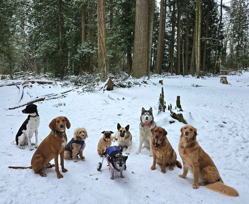 Millie the Kangal GSP mix, Homer the Redbone Coonhound, Boots the Goldendoodle, Gatsby the Frenchie Pug mix, Bugsley the Boston Pug mix, Leeloo the German Shepherd, Belfast the Pomski, Lexi the Lab, and Ellie the Golden Bernese mix
