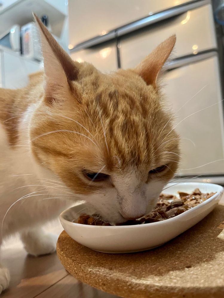 お誕生日のご馳走を食べる茶トラ白の猫。