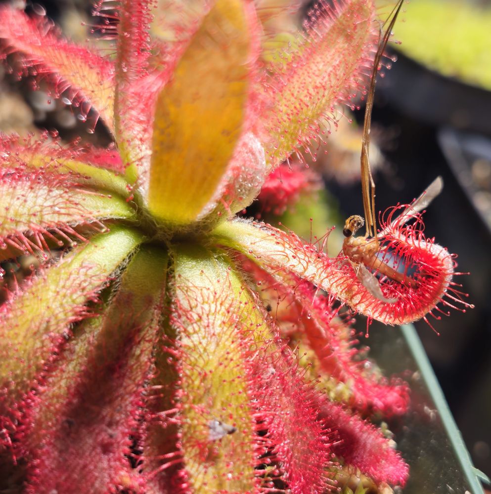 Drosera graomogolensis wrapping around a crane fly.