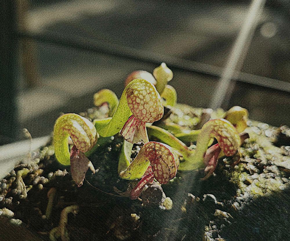 Darlingtonia pitchers