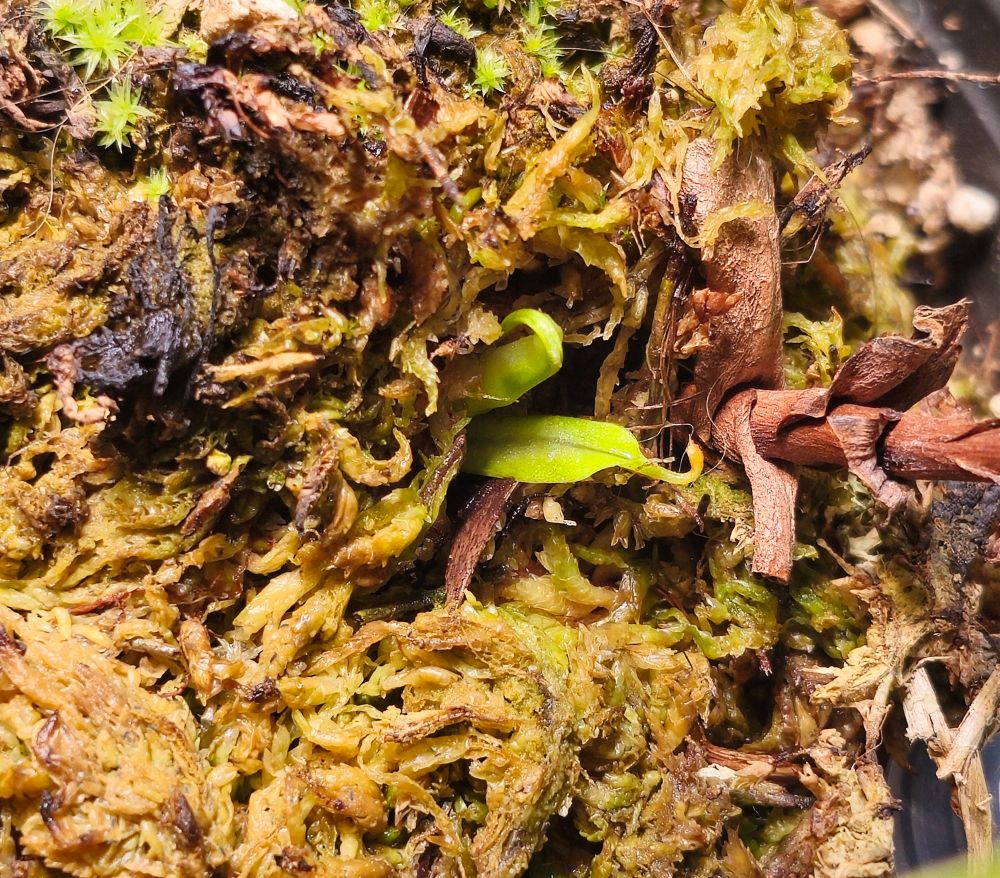 Basal offshoot of a nepenthes 'Bill Bailey'