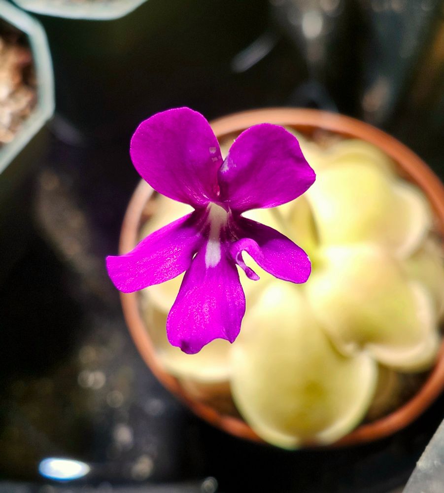 Pinguicula NOID hybrid flower. Vibrant pink with a white throat. The bottom leaves are slightly wavy