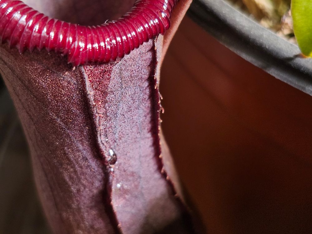 Nepenthes 'Bill Bailey' overflowing nectar off of peristome