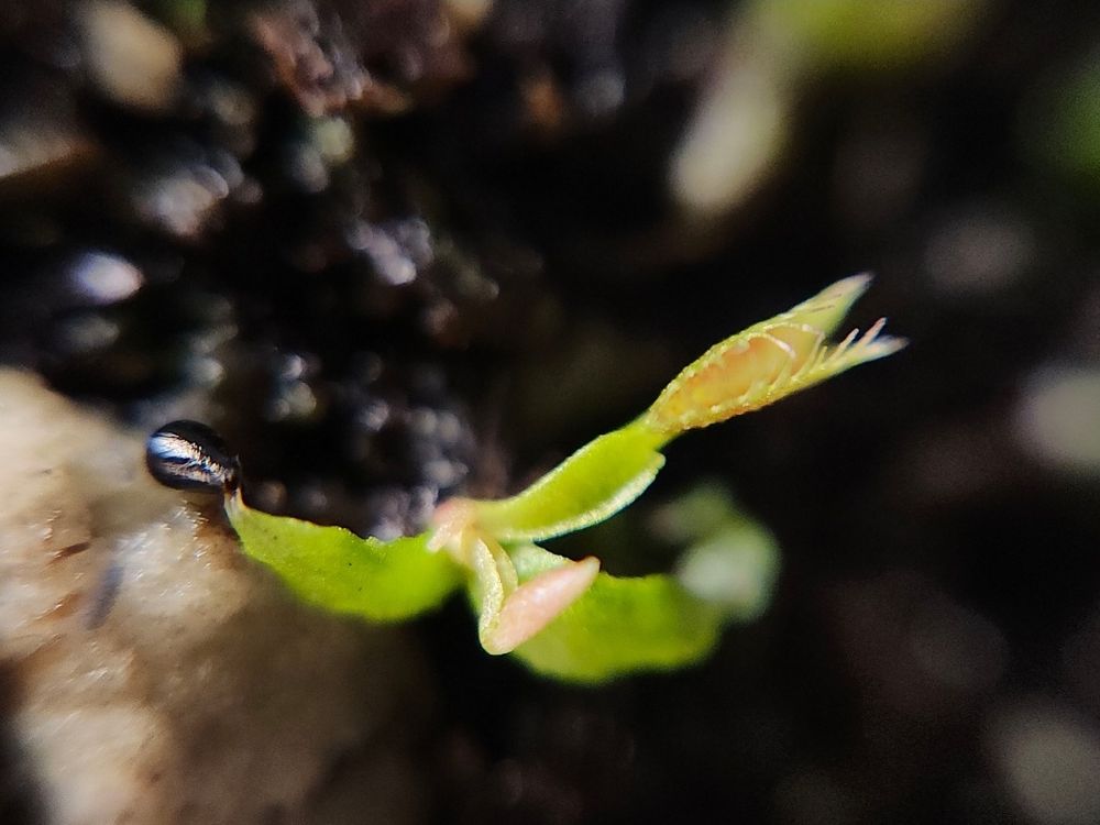 Very small dionaea muscipula grown from seed